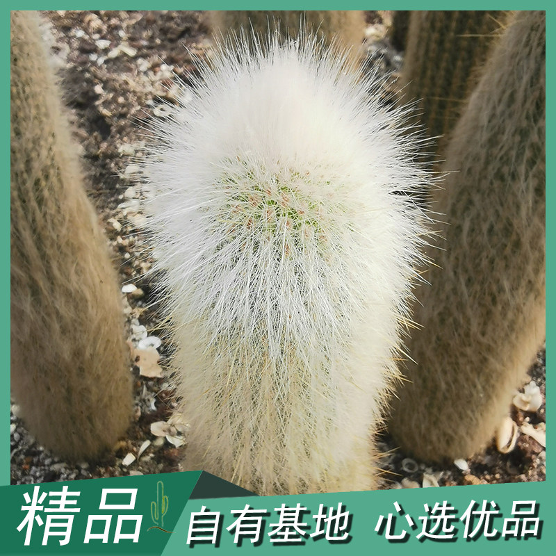 吹雪柱仙人掌萌系仙人柱毛毛柱多肉植物花艺盆栽庭院盆景非仿真