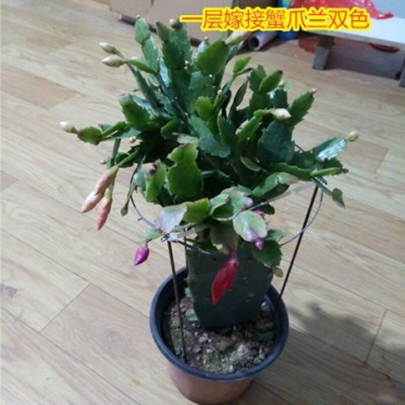 仙人掌嫁接蟹爪兰双层令箭荷花盆栽带花多色四季多肉植物盆景