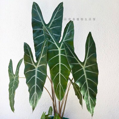 银脉剑叶海芋萨利安室内阳台天台花园好养大叶片大型热植新奇植物