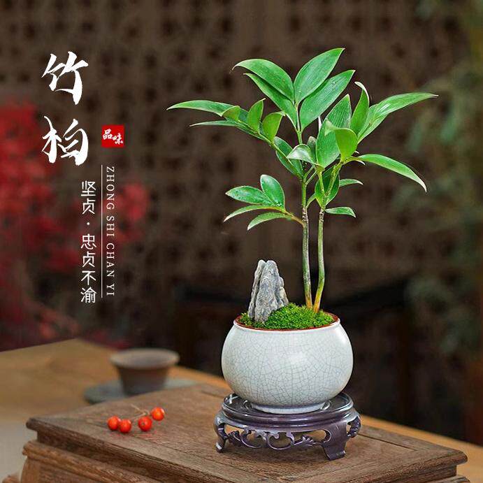 竹柏小盆景中式创意竹子盆栽办公室内书房茶室内耐阴好养桌面植物