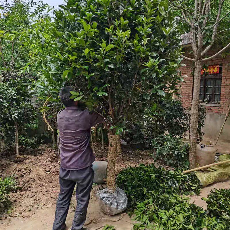 桂花树苗桂花树苗桂大型花卉八月庭院原生高杆金桂丹桂沉香桂地盆