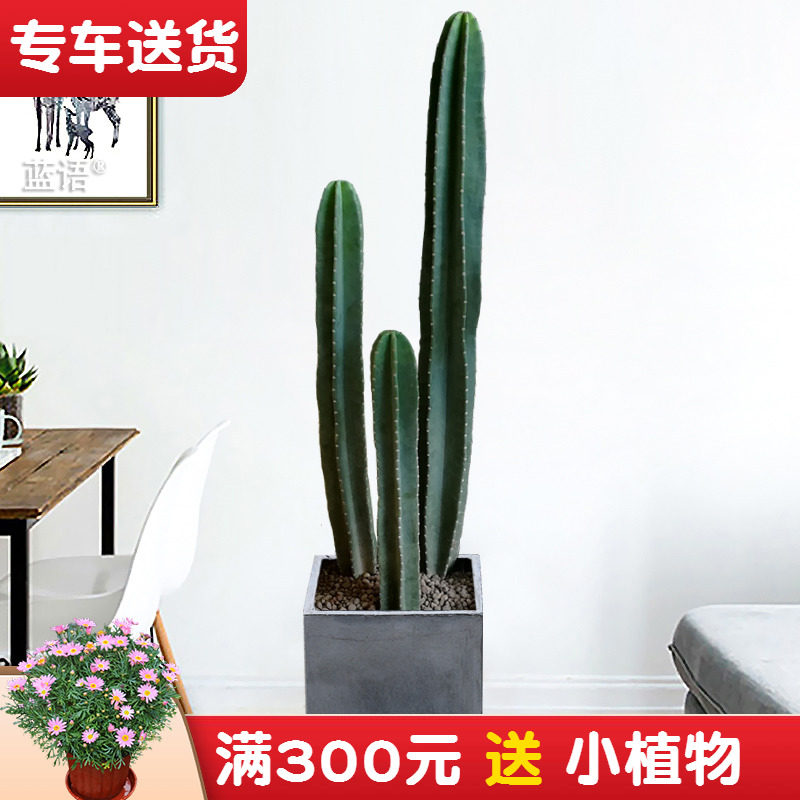 仙人柱量天尺盆栽 仙人掌室内装饰多肉植物 客厅办公室花卉绿植