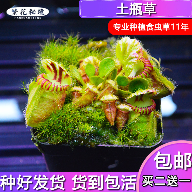 土瓶草高端稀有品种巨人迷你可爱食虫植物盆栽黑色伊甸园大男孩