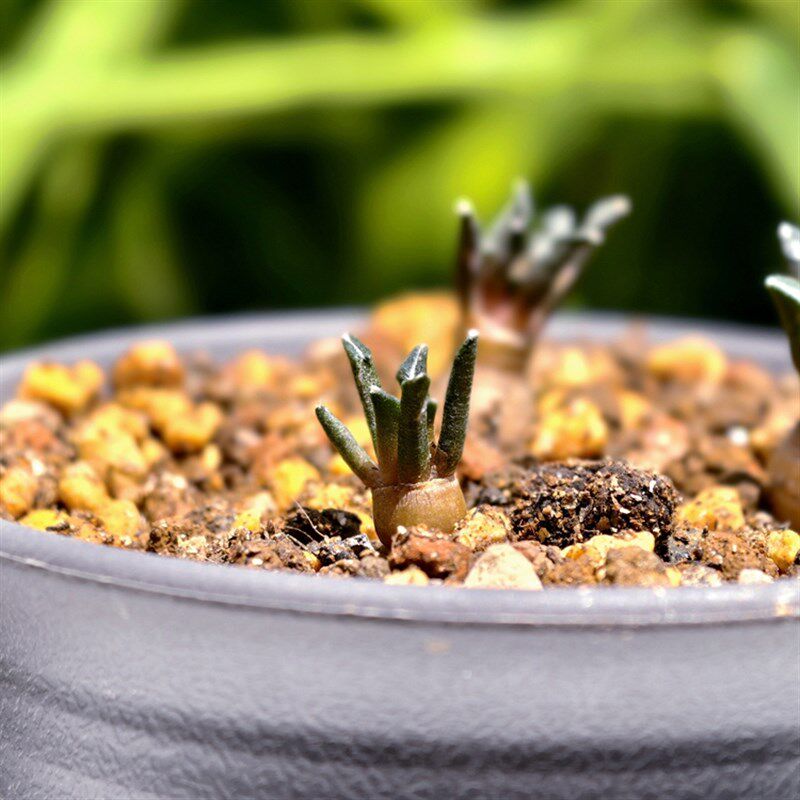 实生姬牡丹仙人球萝卜根多肉植物颗粒干养花卉绿植室内盆栽好养