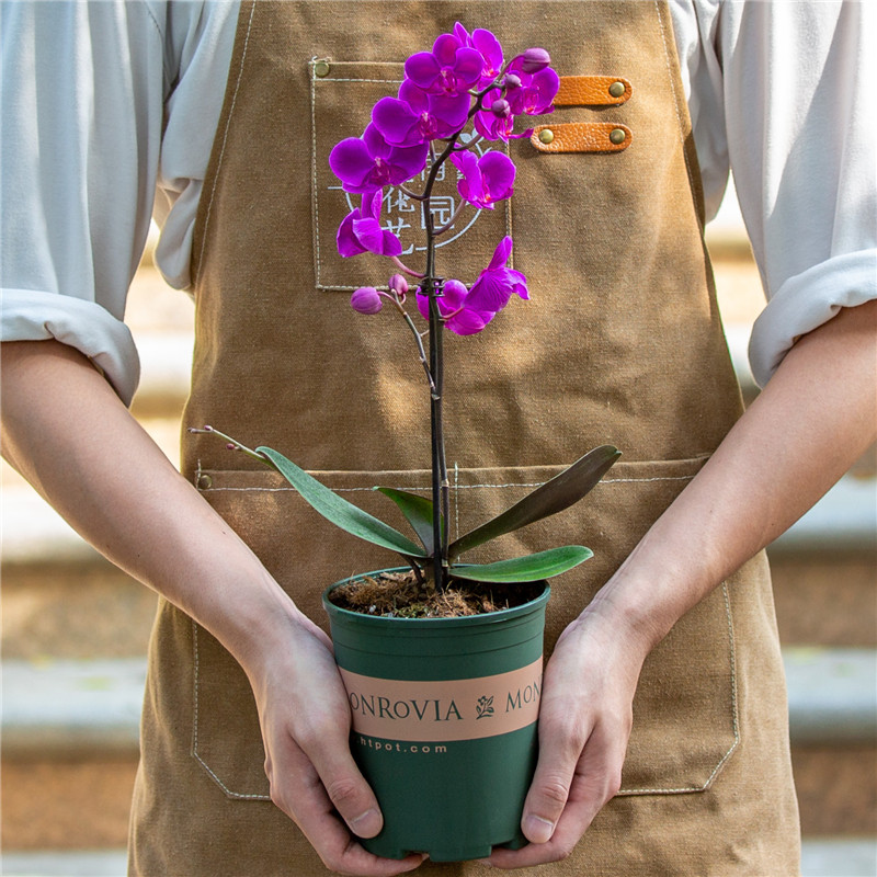 蝴蝶兰盆栽室内客厅好养易活植物四季开花高档名贵花卉花苗带花苞