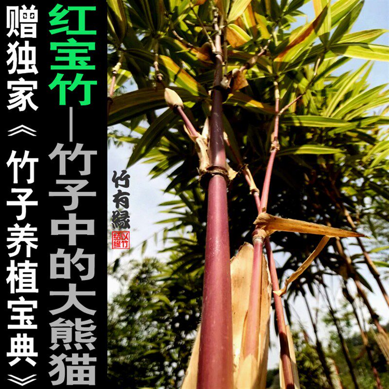 七彩红竹红宝竹红色竹子苗庭院阳台茶几办公室内绿植竹盆栽景竹