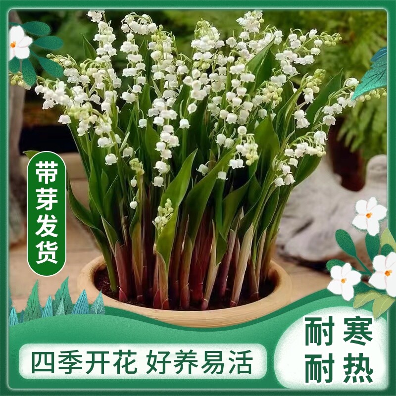 四季开花香水铃兰花盆栽带芽花苗
