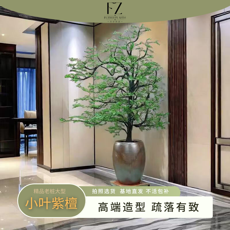 高端名贵小叶紫檀盆栽黑骨茶盆景