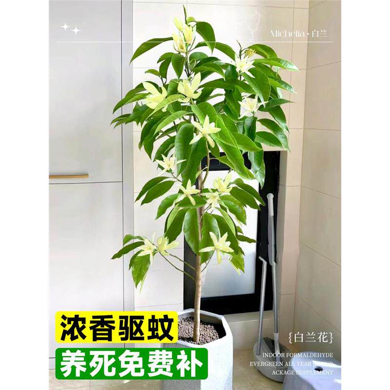 四季大树白兰花植物盆栽带