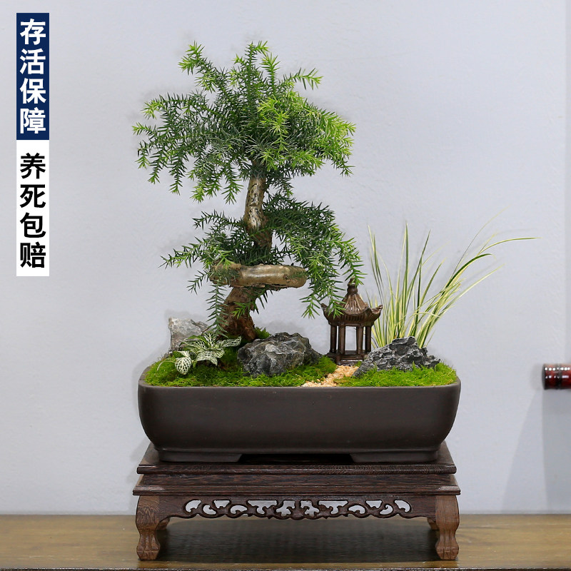 澳洲杉盆景老桩造型植物室