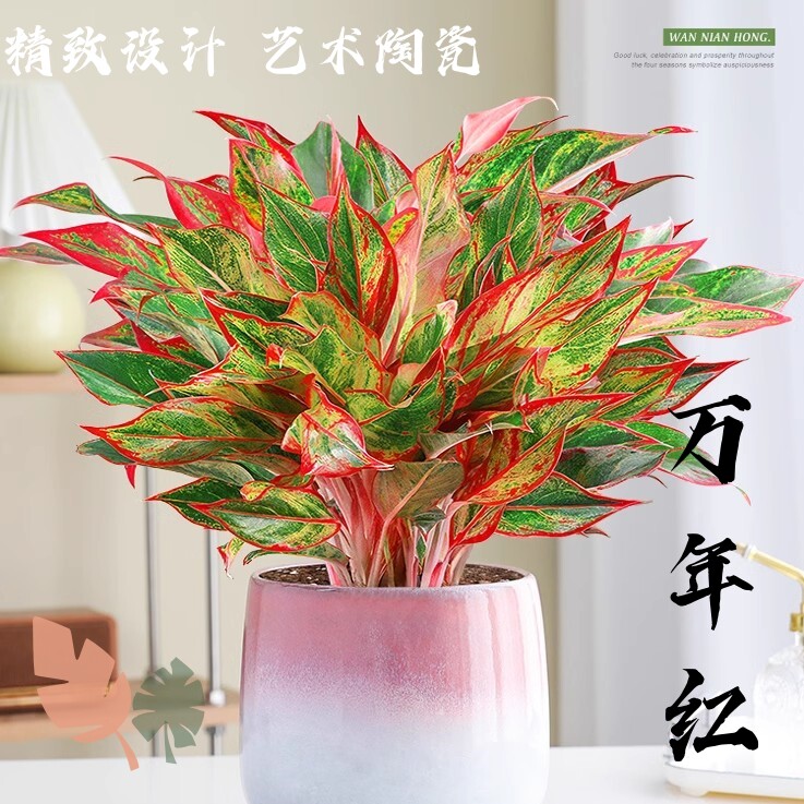 精致设计艺术陶瓷万年红盆栽摆件大盆吉利红绿植物室内四季好养花