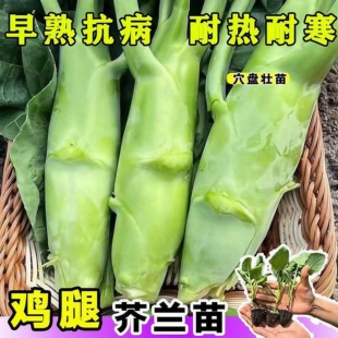 甜脆鸡腿芥兰秧苗广东潮汕芥兰菜苗秋冬耐寒阳台庭院各种蔬菜苗