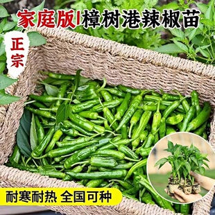 正宗樟树港辣椒苗秧苗带土球四季阳台盆栽湖南樟树港种子薄皮辣椒