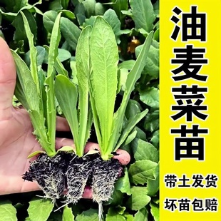 正宗油麦菜苗四季 大棵秧苗清香脆甜种籽耐寒耐热大棚菜园盆栽种苗