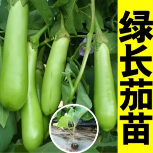 绿长茄子苗秧圆茄杭茄线茄种籽青紫黑白茄子秧苗绿冠蔬菜山东寿光