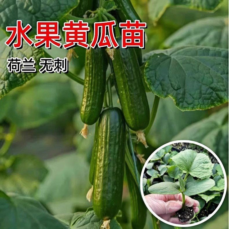 荷兰无刺水果黄瓜种子苗小黄瓜旱黄瓜青瓜种孑四季盆栽阳台蔬菜籽
