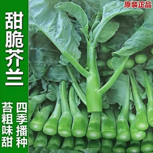 中花甜心绿芥兰菜苗秧苗白花芥蓝菜苗子广东小芥兰菜种苗种籽孑介