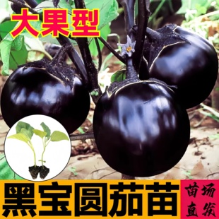 圆茄子苗秧苗子广东圆茄大龙长茄紫黑杭茄线茄青水小茄子四季盆栽
