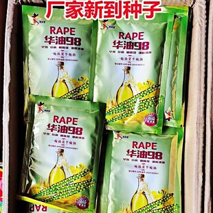 华油98黄籽油菜花种孑油菜种子高产高油早熟矮杆抗倒伏苗油菜籽种