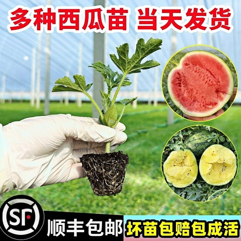 冰糖麒麟西瓜苗秧嫁接8424西瓜种籽南方盆栽无籽懒汉水果西瓜秧苗