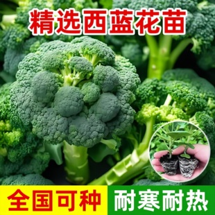 西兰花苗青花菜苗花菜蔬菜包菜秧苗西蓝花四季 青花菜秧苗带土发货