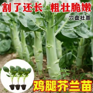 鸡腿芥兰秧苗甜脆粗菜心广东大笋芥兰种籽四季 播种阳台盆栽蔬菜籽