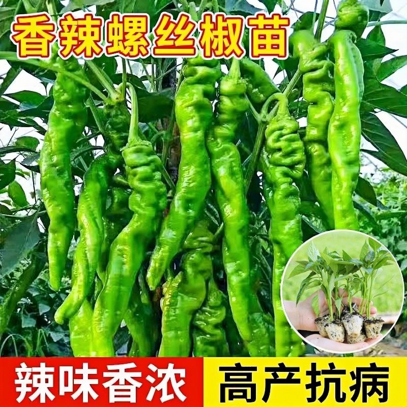 螺丝椒辣椒苗高产香辣特大辣椒种籽螺丝椒薄皮南方盆栽蔬菜苗秧
