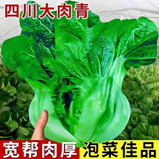 四川宽帮青菜苗带土秧苗泡菜酸菜种子宽梆大叶青菜苗老品种芥菜苗