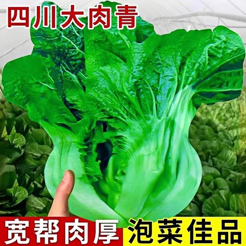 四川宽帮青菜苗带土秧苗泡菜酸菜种子宽梆大叶青菜苗老品种芥菜苗