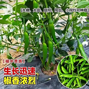 樟树港辣椒苗秧带土球春秋高产四季阳台蔬菜辣椒种子盆栽室内外