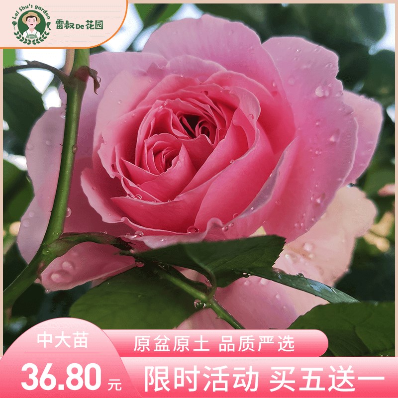 雷叔的花园米兰达奥斯汀切花玫瑰月季花苗盆栽大花浓香灌木丰花