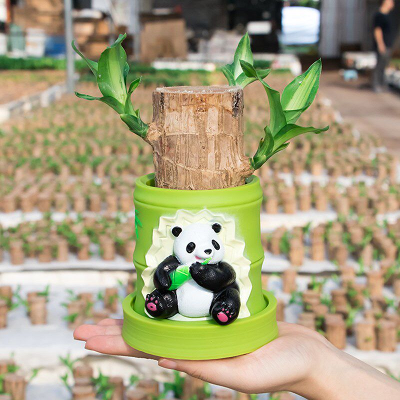 办公室盆栽水培植物巴西木幸运木水养绿植室内桌面盆栽花盆花卉
