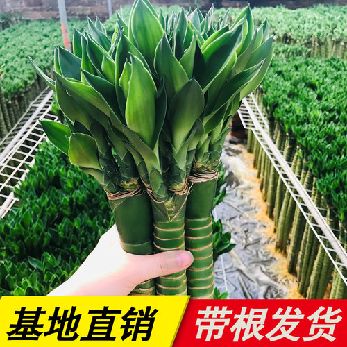 龙竹带根富贵竹植物水养水培粗杆花瓶盆栽专用水竹土养招财节节高
