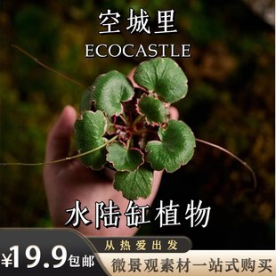 空城里金钱菖蒲姬鸢尾姬月季姬丁香虎耳草云竹文竹水陆缸植物