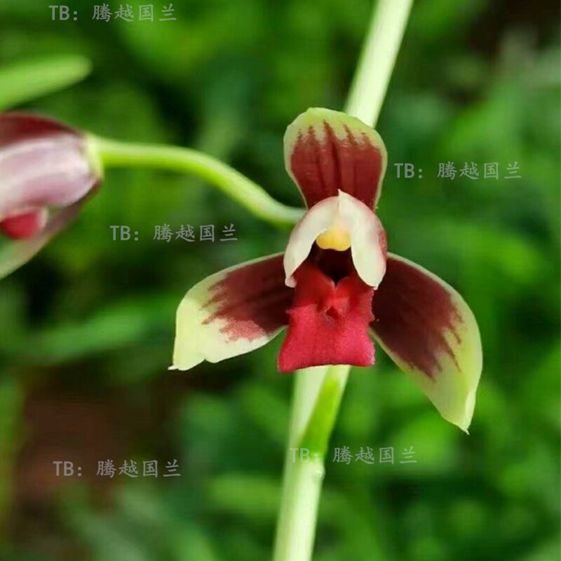 名贵兰花苗浓香金边矮种室内阳台春兰素荷鼎红河红黑珍珠花卉盆栽