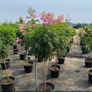 粉色凌霄独杆耐高温棒棒堂粉色凌霄大花凌霄盆栽地栽庭院花卉植物