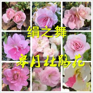 绢之舞杜鹃花日本皋月杜鹃稀有品种一树多色绿植开花盆栽苗