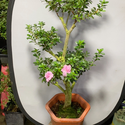 粉双樱杜鹃花