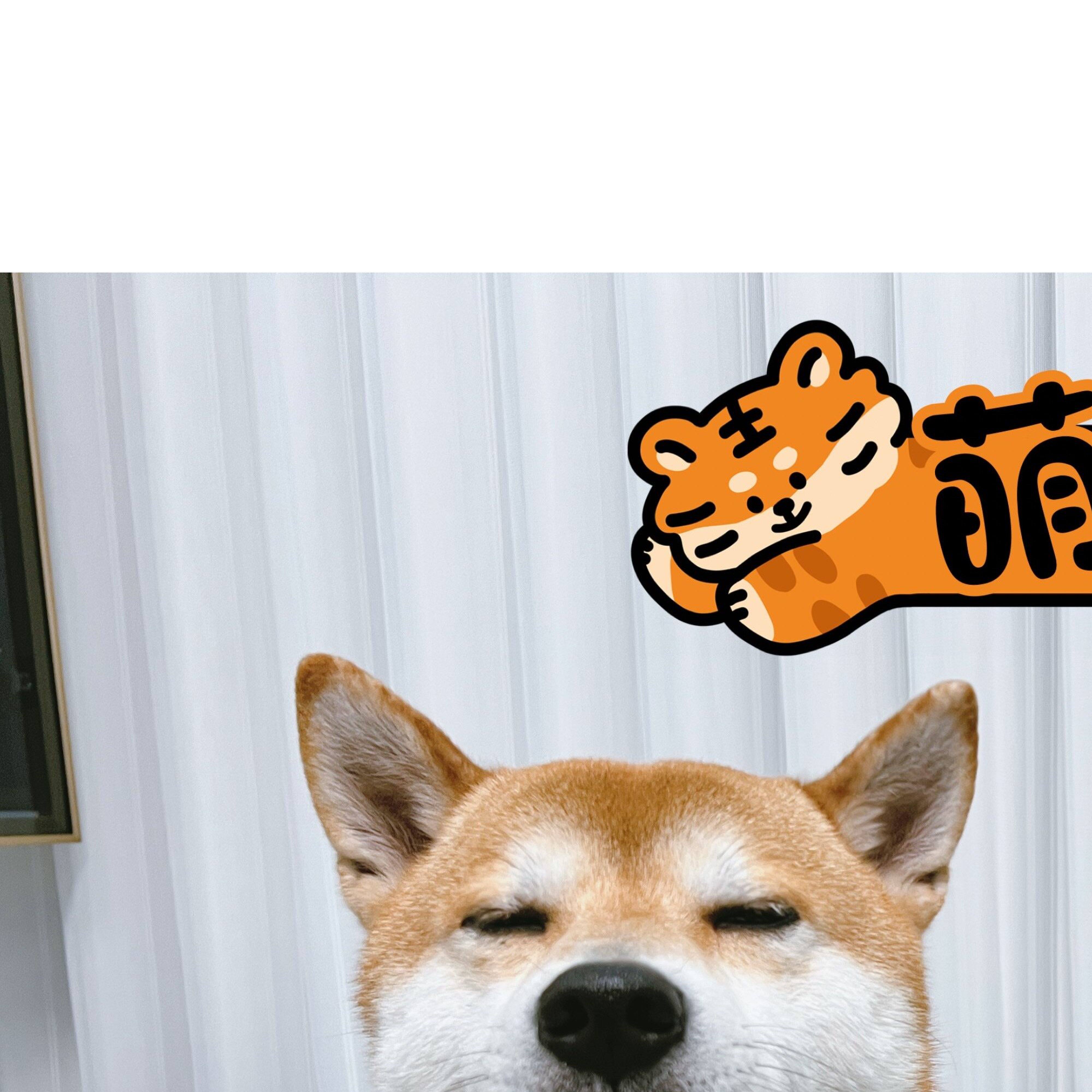 Nick财 柴犬柯基法斗比熊宠物狗狗猫咪草莓西瓜水果花朵项圈围脖