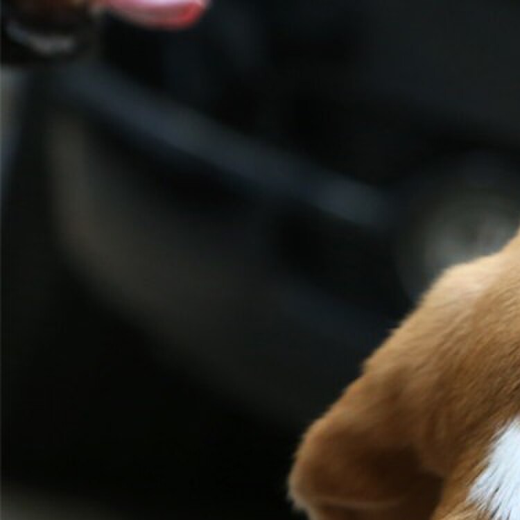澳洲EZYDOG双环狗狗项圈犬脖圈双重保护舒适宠物用品狗狗牵引绳