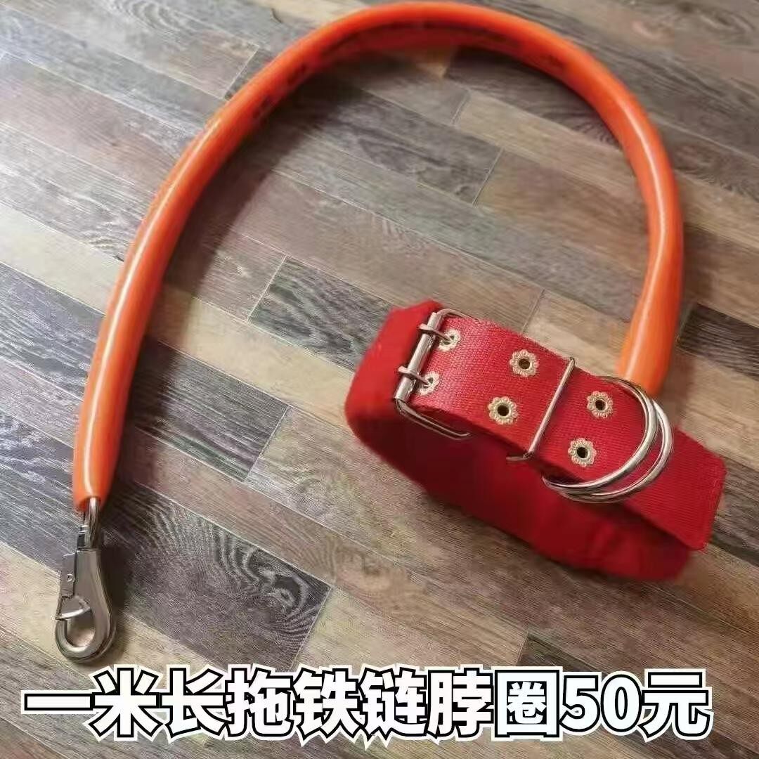包邮拖链脖圈,比特犬训练装备 猛犬拖链项圈 比特犬拖大铁链脖套
