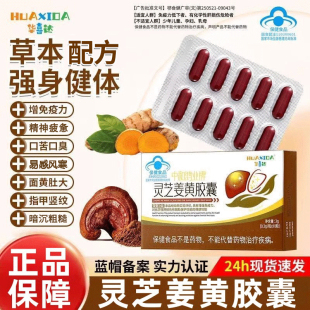 华喜达中和鸿业牌灵芝姜黄护肝胶囊辅助保化学性肝损伤增强免疫力