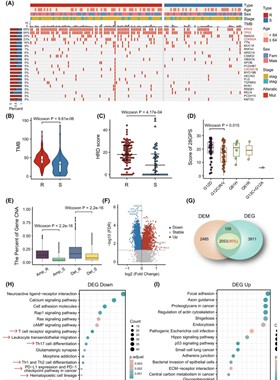 生信分析GEO,TCGA,GSEA,WGCNA,KEGG差异基因通路富集网络药理PPI