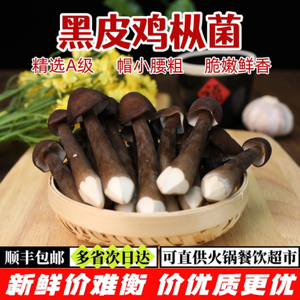 新鲜黑皮鸡枞菌【顺丰包邮】云南菌菇 鲜香脆嫩 炖汤炒菜火锅食材