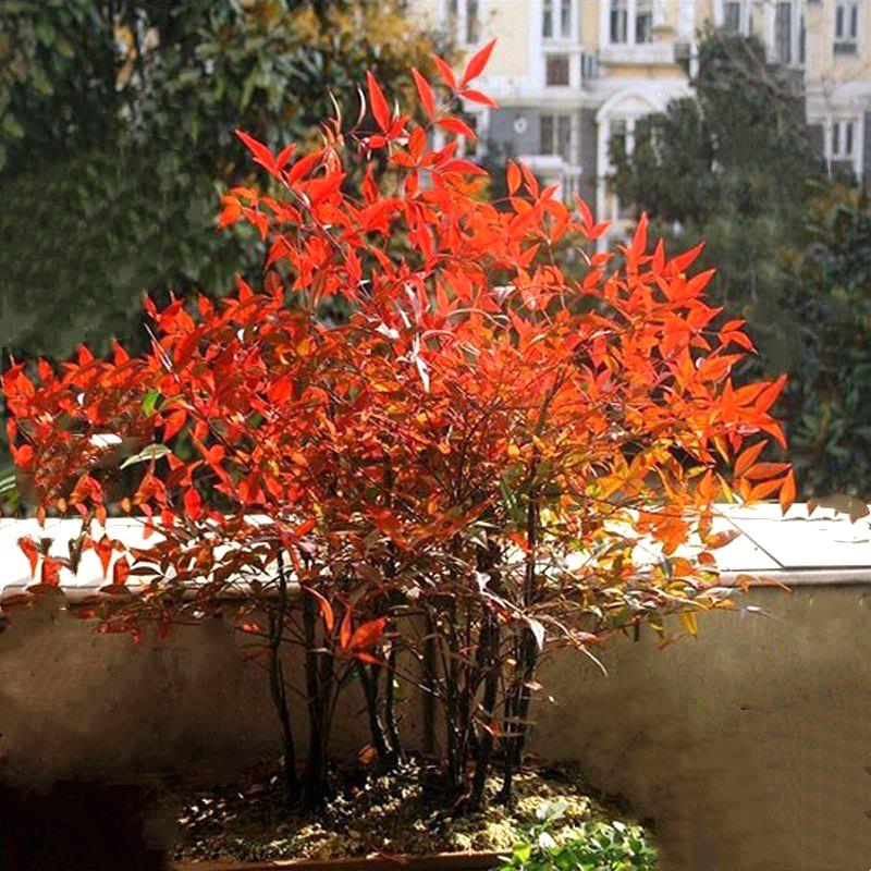 南天竹树苗绿化苗木庭院观果观叶植物南天竺火焰红天竹苗盆景盆栽