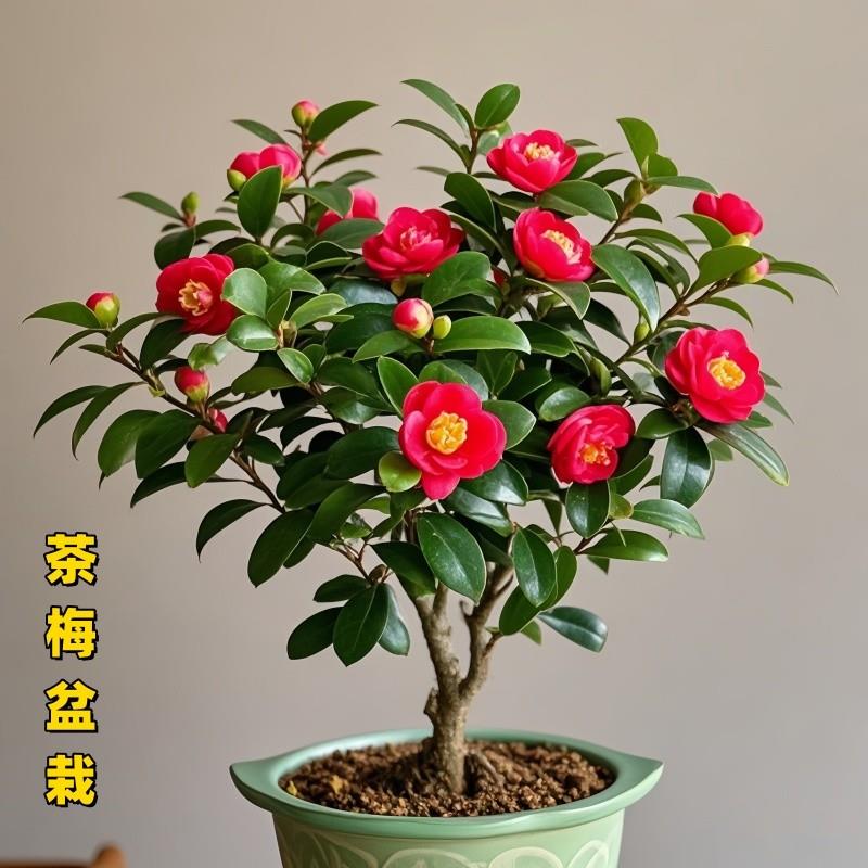 茶梅花苗茶梅球带花苞四季常青耐寒花卉易养活阳台室外盆栽