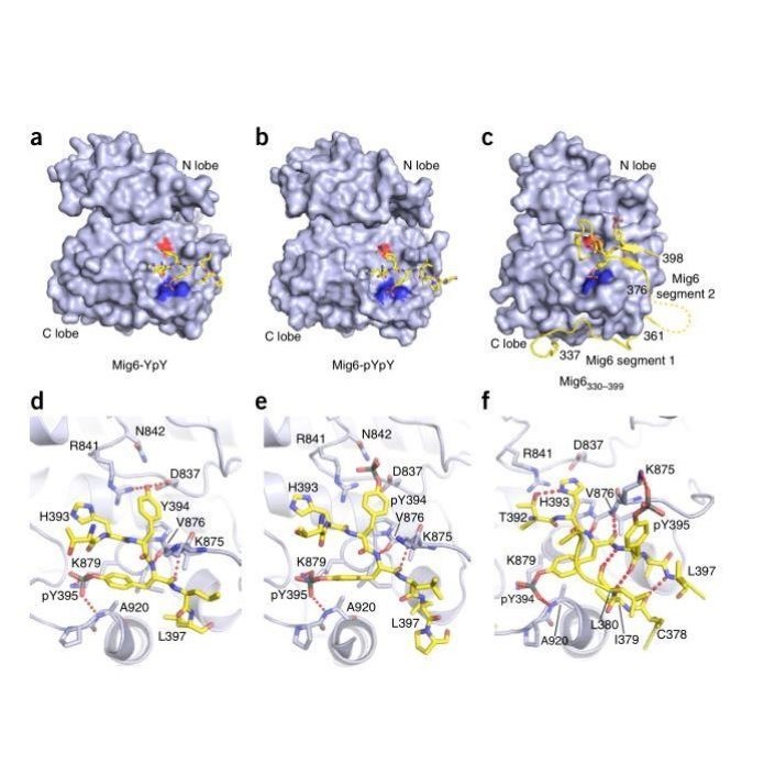 分子对接专业代做/做图分析/同源建模/SCI/PyMOL3D图/Ligplus2D图
