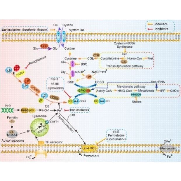 SCI科研绘图期刊机制图信号通路图封面设计生物医学ppt材料流程图
