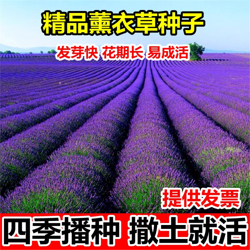 薰衣草种子四季阳台播盆栽薰衣草香草种子花卉种子花籽花草花种子