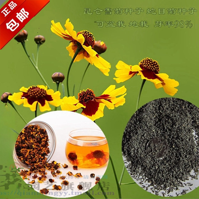芊茗夏秋2季当年新采雪菊蛇目菊